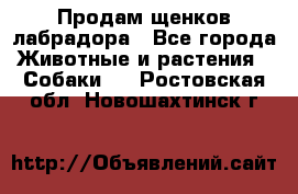 Продам щенков лабрадора - Все города Животные и растения » Собаки   . Ростовская обл.,Новошахтинск г.